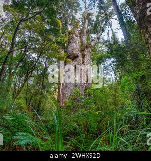 Te Matua Ngahere (Père de la forêt) est un conifère kauri géant (Agathis australis) situé dans la forêt de Waipoua dans la région du Northland, en Nouvelle-Zélande. T Banque D'Images