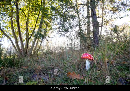 Champignon Amanita sur la prairie au soleil Banque D'Images