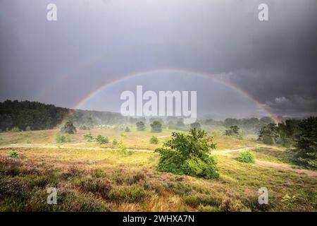 Forte pluie et arc-en-ciel au-dessus des fleurs de bruyère Banque D'Images