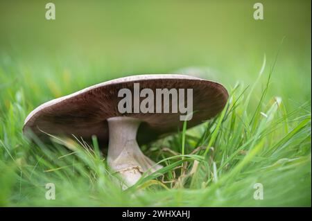 Champignon d'anis blanc Banque D'Images