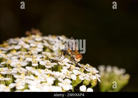 Mesembrina meridiana Family Muscidae genus Mesembrina Noon Fly nature sauvage papier peint insecte, image, photographie Banque D'Images