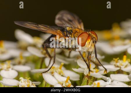 Mesembrina meridiana Family Muscidae genus Mesembrina Noon Fly nature sauvage papier peint insecte, image, photographie Banque D'Images