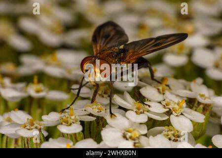 Mesembrina meridiana Family Muscidae genus Mesembrina Noon Fly nature sauvage papier peint insecte, image, photographie Banque D'Images