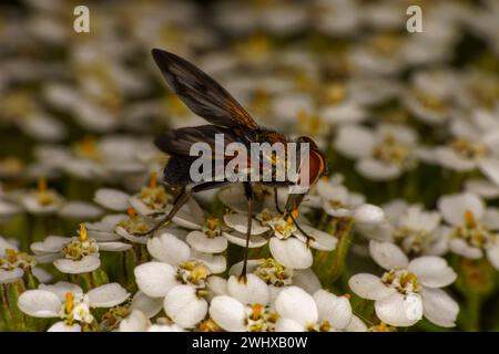 Mesembrina meridiana Family Muscidae genus Mesembrina Noon Fly nature sauvage papier peint insecte, image, photographie Banque D'Images