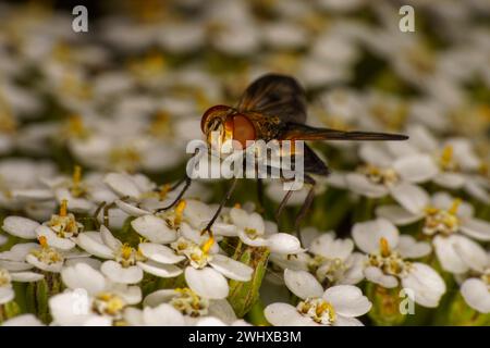 Mesembrina meridiana Family Muscidae genus Mesembrina Noon Fly nature sauvage papier peint insecte, image, photographie Banque D'Images