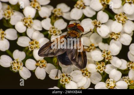 Mesembrina meridiana Family Muscidae genus Mesembrina Noon Fly nature sauvage papier peint insecte, image, photographie Banque D'Images