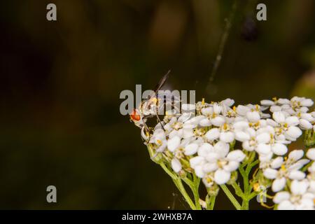 Mesembrina meridiana Family Muscidae genus Mesembrina Noon Fly nature sauvage papier peint insecte, image, photographie Banque D'Images