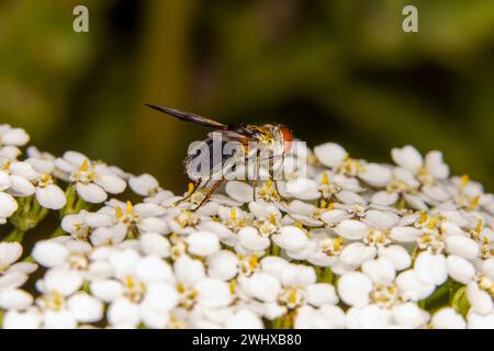 Mesembrina meridiana Family Muscidae genus Mesembrina Noon Fly nature sauvage papier peint insecte, image, photographie Banque D'Images