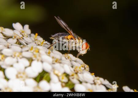 Mesembrina meridiana Family Muscidae genus Mesembrina Noon Fly nature sauvage papier peint insecte, image, photographie Banque D'Images