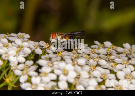 Mesembrina meridiana Family Muscidae genus Mesembrina Noon Fly nature sauvage papier peint insecte, image, photographie Banque D'Images