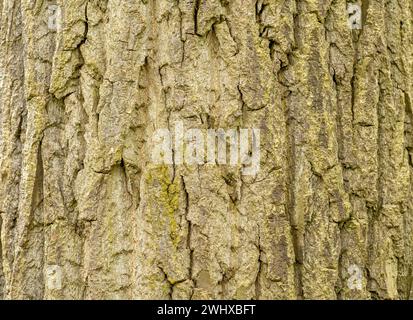 Texture de fond rugueuse vert clair d'écorce d'arbre naturelle, toile de fond plein cadre, vue de face, structure d'écorce d'arbre, matériau simple vu de près, nobo Banque D'Images