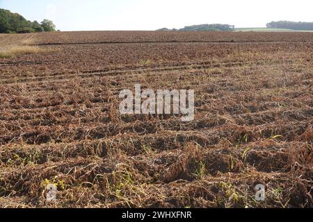 Solanum tuberosum, pomme de terre, récolte Banque D'Images