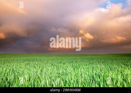 Beau coucher de soleil violet sur un champ vert Banque D'Images