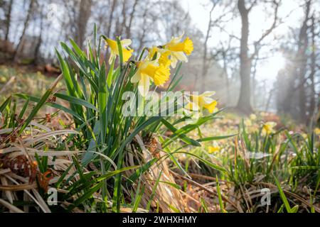 Fleurs de jonquille dans la forêt ensoleillée Banque D'Images