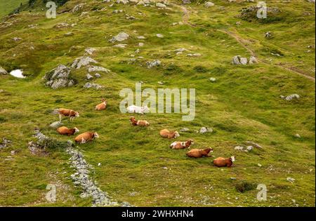Vaches se relaxant sur la prairie alpine Banque D'Images