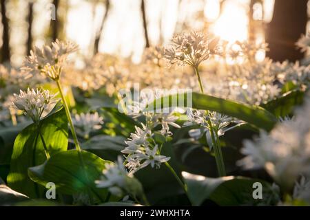 Fleurs d'ail sauvages dans la lumière du soleil du matin Banque D'Images