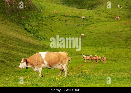 Vaches et chevaux qui paissent dans les montagnes Banque D'Images