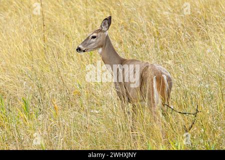 Alertez les cerfs femelles dans l'herbe. Banque D'Images