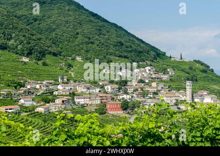 Vin blanc vignobles Prosecco , dans la vallée de Prosecco, Vadobbiadene Treviso Italie Banque D'Images