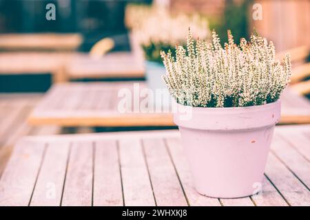 Fleurs blanches en pot de bruyère à l'extérieur Banque D'Images