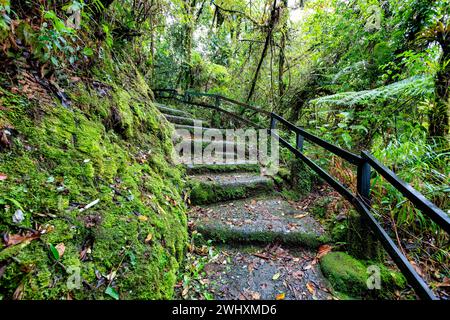 Forêt tropicale dans le parc national de Tapanti, Costa Rica Banque D'Images