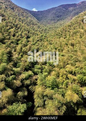 Plantes de bambou, plantes à fleurs pérennes persistantes Banque D'Images