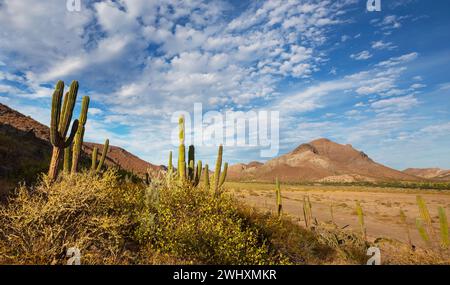 Paysage fascinant dans l'état mexicain de basse Californie Banque D'Images