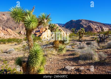 Sur la route dans le parc national Joshua Tree, un paysage désertique dans le sud-est de la Californie, États-Unis Banque D'Images