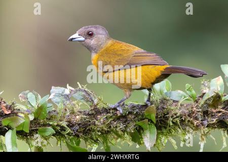 Tanager (Ramphocelus passerinii) femelle à grondement écarlate comme exemple de dimorphisme de genre chez les oiseaux, Laguna Del Lagarto Lodge, Costa Rica Banque D'Images