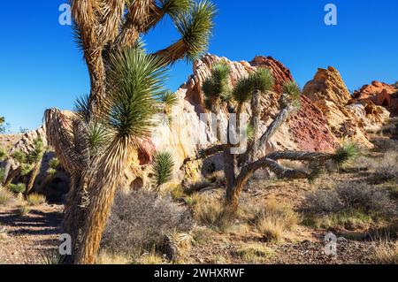 Sur la route dans le parc national Joshua Tree, un paysage désertique dans le sud-est de la Californie, États-Unis Banque D'Images