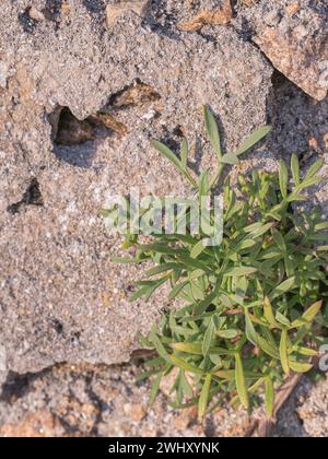 Vue rapprochée d'une plante de fenouil de mer qui prospère sur un mur de plage ensoleillé Banque D'Images