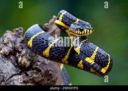 Dendrophia de la couleuvre de la Boïga en mode défensif Banque D'Images