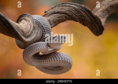 Gros plan photo d'une vipère de fosse de mangrove Banque D'Images
