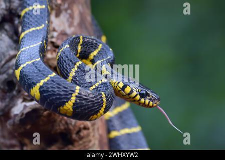 Dendrophia de la couleuvre de la Boïga en mode défensif Banque D'Images