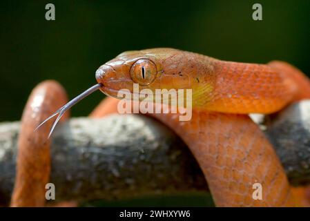 Le serpent boiga rouge attrape une proie Banque D'Images