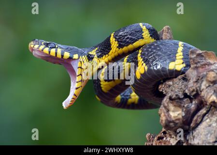 Dendrophia de la couleuvre de la Boïga en mode défensif Banque D'Images