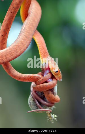 Le serpent boiga rouge attrape une proie Banque D'Images