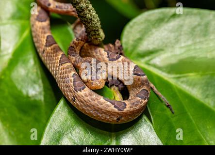 Serpent à œil de chat à petits pois, Leptodeira polysticta, Tortuguero, Costa Rica Banque D'Images