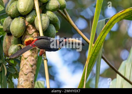 Aracari à collier, Pteroglossus torquatus. Oiseau dans la famille toucan. Tortuguero, faune et observation des oiseaux au Costa Rica. Banque D'Images