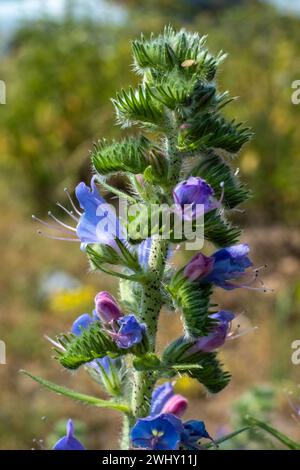 Echium vulgare Wildflower dans Belgian Meadow Banque D'Images