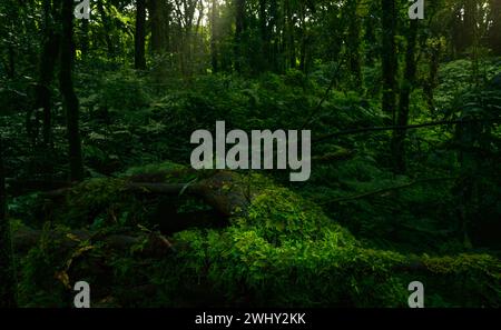 Forêt dense d'arbres vert foncé avec des rayons de soleil. Écosystème forestier. Biodiversité de la forêt. Les arbres verts captent le CO2. Fond de forêt verte Banque D'Images