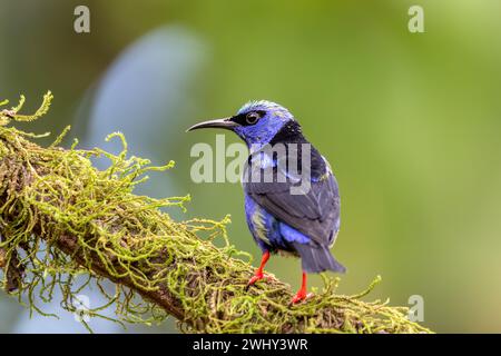 Homme de Honeycreeper à pattes rouges, Cyanerpes cyaneus, la Fortuna, volcan Arenal, Costa Rica Wildlife Banque D'Images