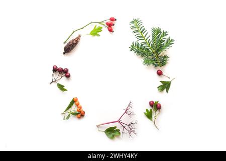 Cadre rond de découvertes naturelles avec des branches persistantes, des feuilles et des fruits, plat pour les vacances saisonnières comme Thanksgiving A. Banque D'Images