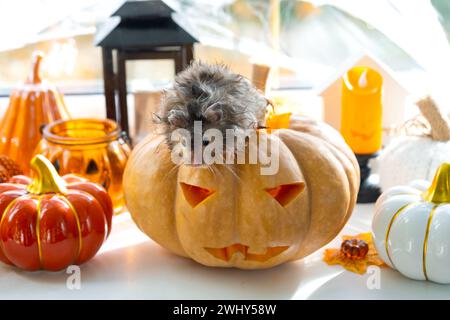 Hamster moelleux shaggy drôle se trouve à l'intérieur d'une citrouille dans le trou rond découpé et mâche de la citrouille dans un décor d'Halloween parmi la guirlande Banque D'Images