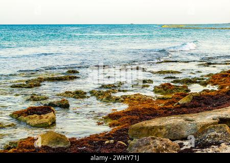 Pierres rochers et coraux avec algues marines sargazo dans l'eau turquoise vert et bleu sur la plage de Playa del Carmen Quintana Roo Mexique. Banque D'Images