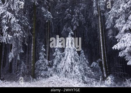 Forêt hivernale de conte de fées dans la neige Banque D'Images