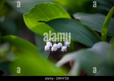 Lily de la vallée fleur en forêt Banque D'Images