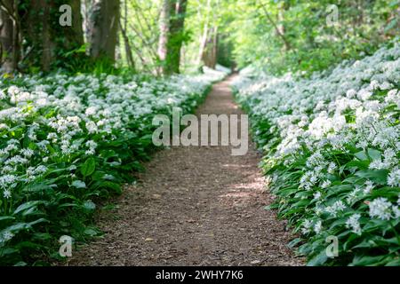 Fleurs d'ail sauvages dans la forêt Banque D'Images