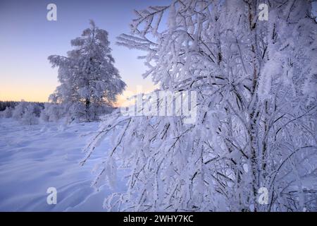 Fort gel sur les arbres sur les marécages en hiver Banque D'Images