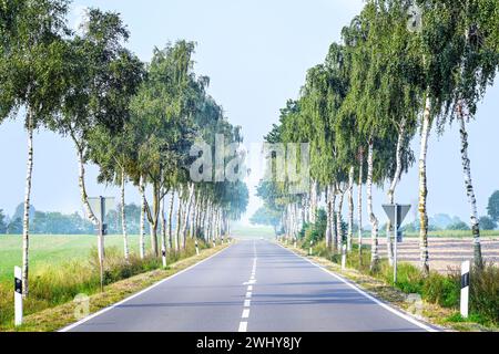 Avenue de campagne avec des rangées de bouleaux le long de chaque côté dans un paysage de champ agricole sous un ciel bleu dans le nord de l'Allemagne, co Banque D'Images